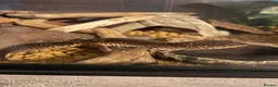 Leopard Gecko reptiles for sale: Leopard Gecko Black Knight Grade B with Full Setup - Advert 1