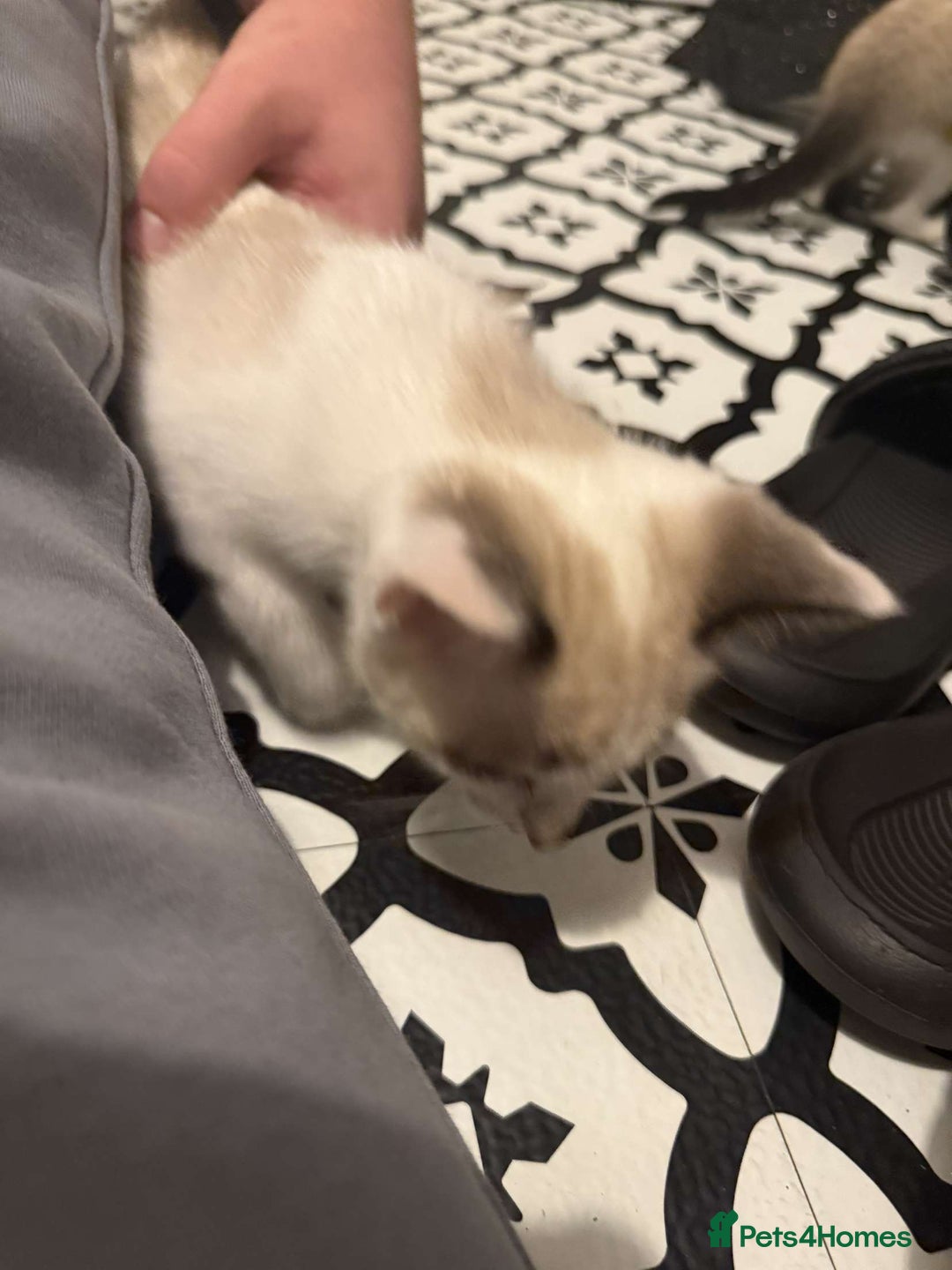 Domestic Shorthair cats for sale: 2 Male 2 female kittens  - Image 11