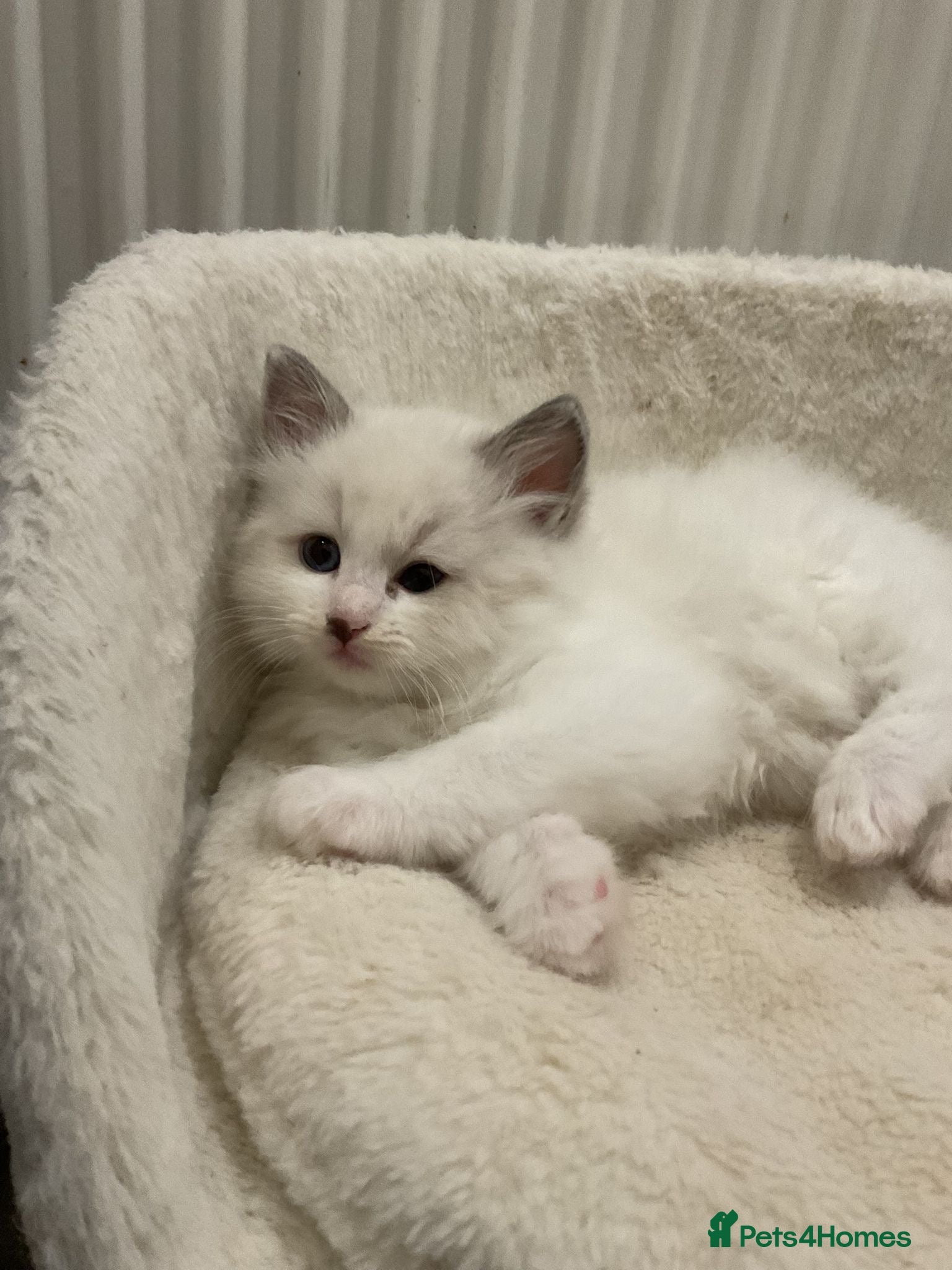 Ragdoll cats Beautiful Ragdoll Baby Kittens Pure BluePoint in Liverpool - Advert 1