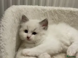 Ragdoll cats Beautiful Ragdoll Baby Kittens Pure BluePoint in Liverpool - Advert 1
