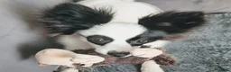 Papillon dogs for sale: HEALTH TESTED Papillon & Phalene  - Advert 20