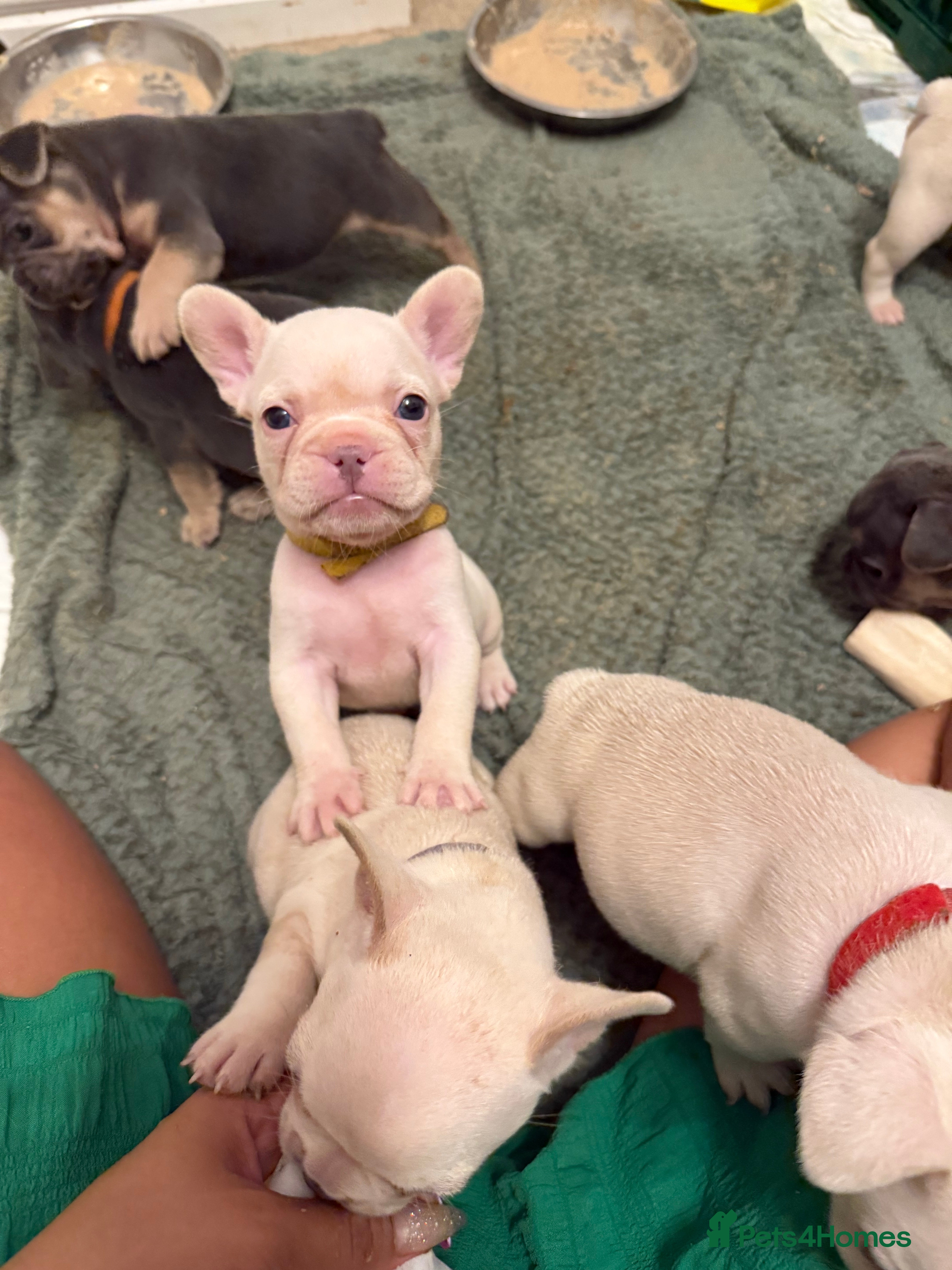 French Bulldog dogs KC reg French bulldogs Ready 7th August ❤️❤️❤️ - Advert 2