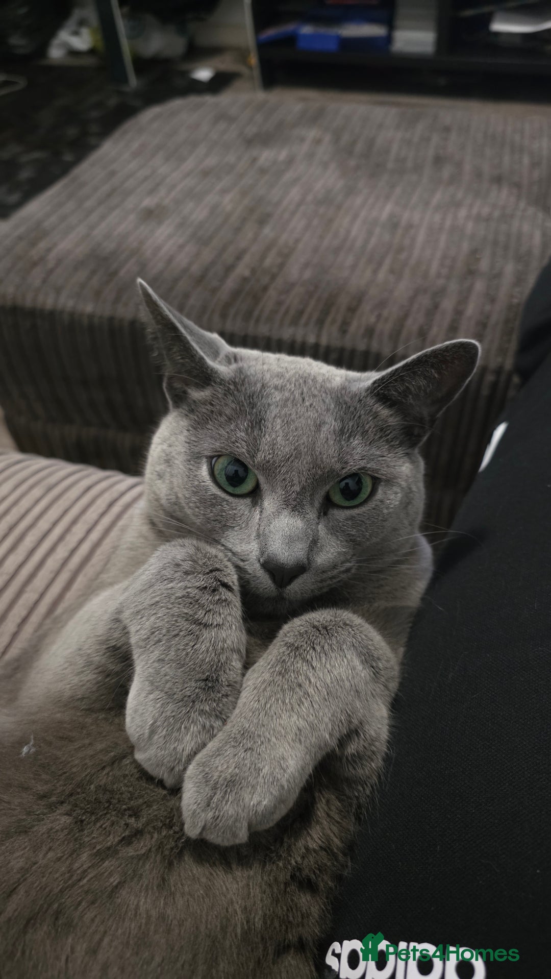Russian Blue cats for sale: Adorable Russian Blue - Advert 7