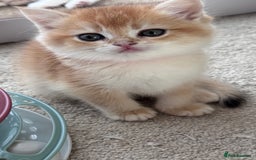 British Shorthair cats for sale: GCCF BSH BOY AND GIRL LEFT GOLDEN BLACK TIPPED  - Advert 22