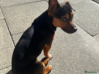 Jack Russell dogs Miniature Black and Tan Jack Russell for STUD in Wallsend - Advert 4