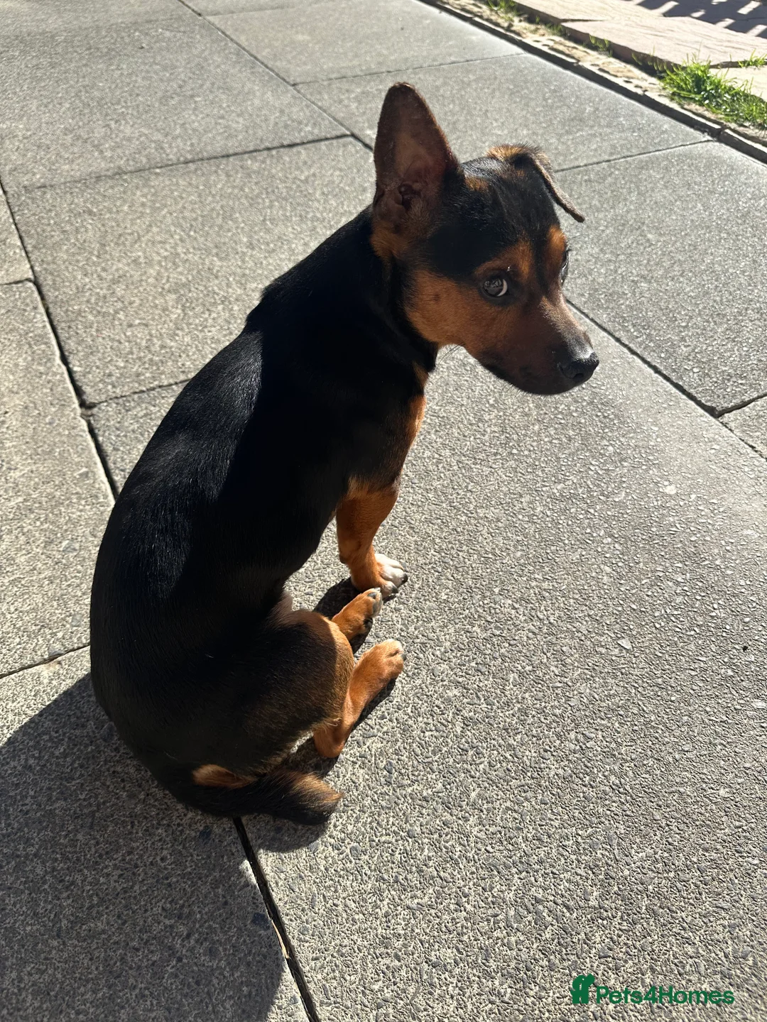 Jack Russell dogs for stud:  Miniature Black and Tan Jack Russell for STUD  in Wallsend - Advert 1