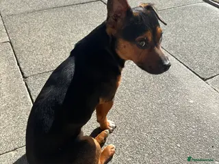 Jack Russell dogs Miniature Black and Tan Jack Russell for STUD in Wallsend - Advert 4