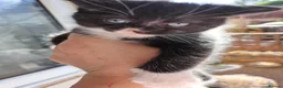 Mixed Breed cats for sale: 6 Adorable Fluffy Maine Coon X Calaco kittens  - Advert 6