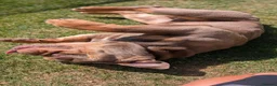 English Bulldog dogs for stud: Moose - Advert 4