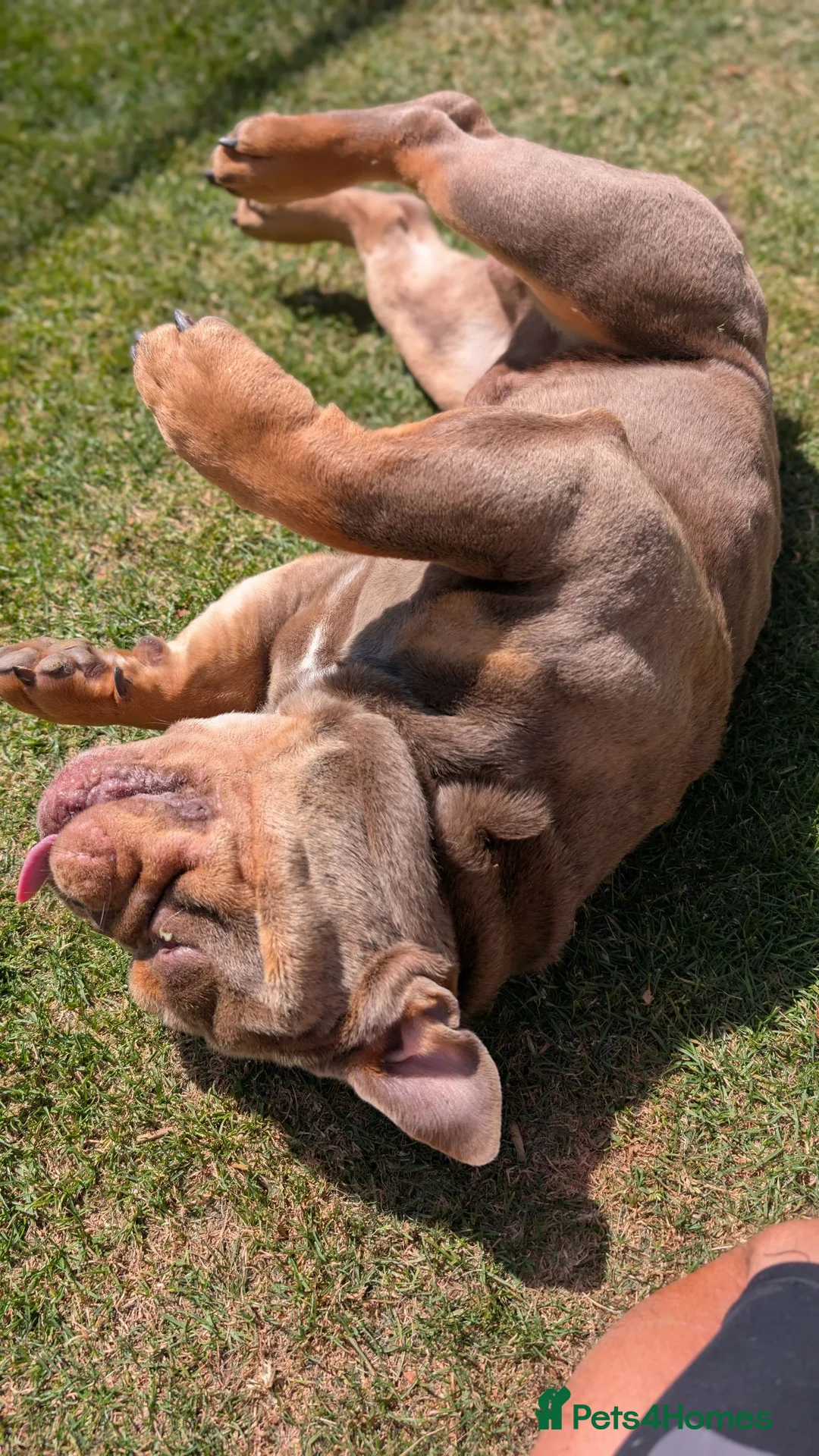 English Bulldog dogs for stud: Moose - Advert 4