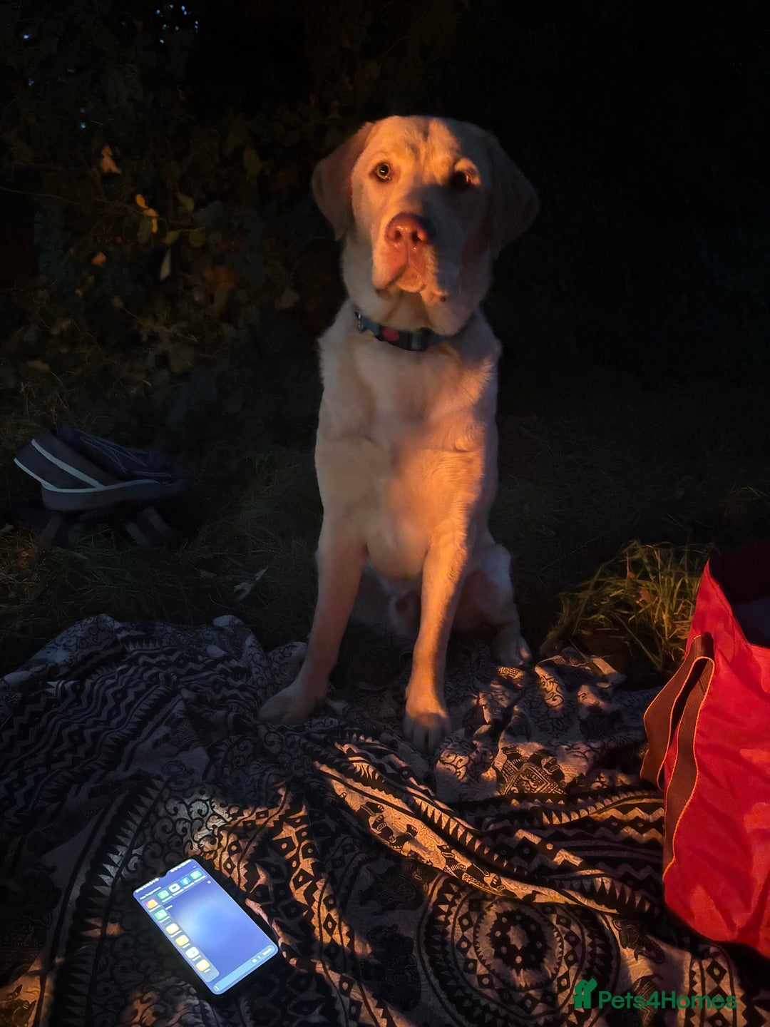 Labrador Retriever dogs for stud: Skippio is ready for stud ♥️ - Image 2