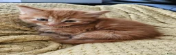 British Longhair cats for sale: Longhaired and shorthaired ginger, black, b & w - Advert 25