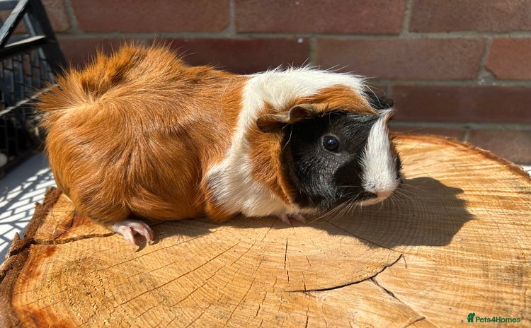 Guinea Pig rodents - Advert 5