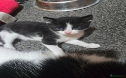 Mixed Breed cats for sale: Kittens looking for forever home - Advert 7