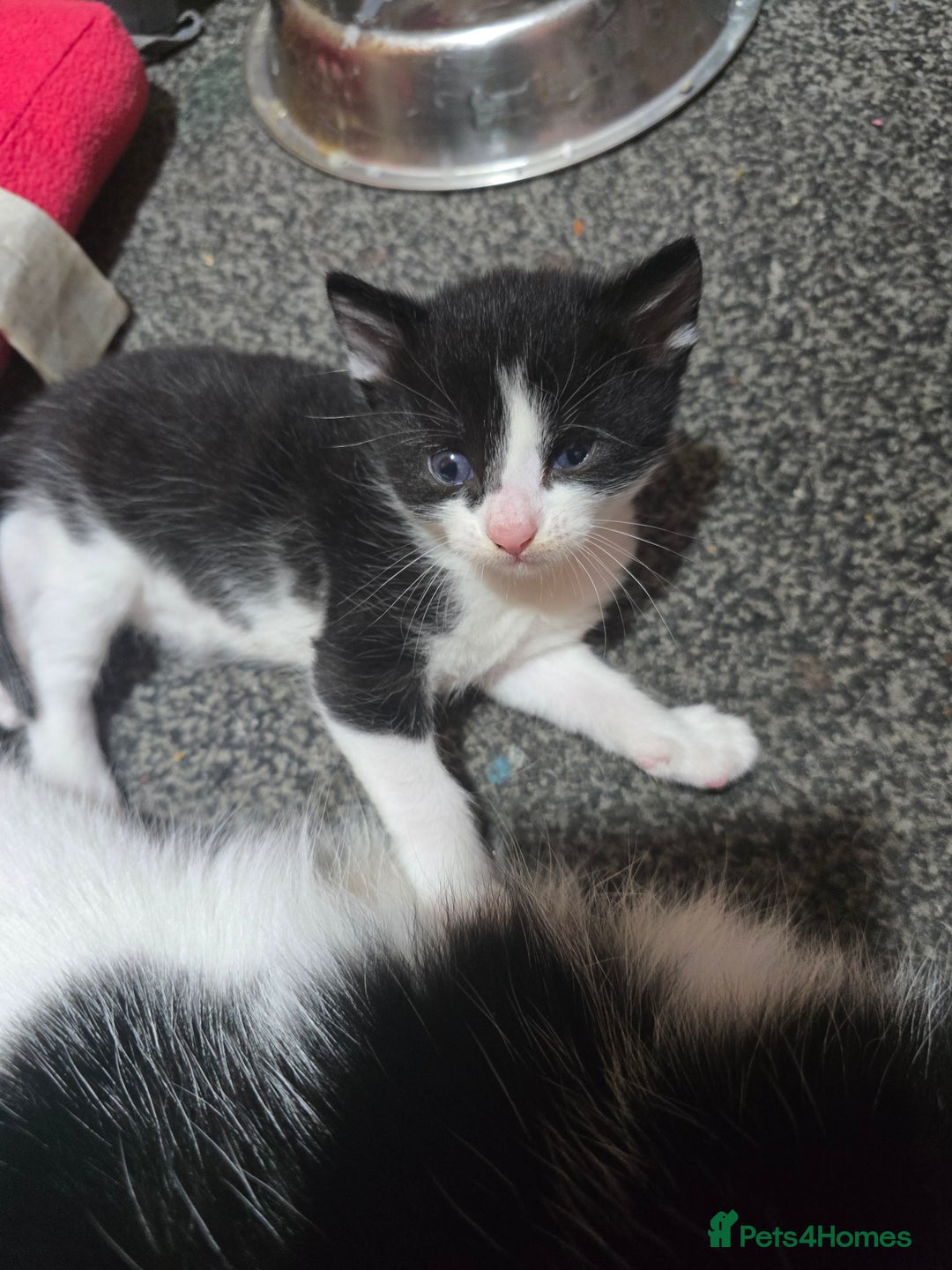 Mixed Breed cats for sale: Kittens looking for forever home - Advert 7