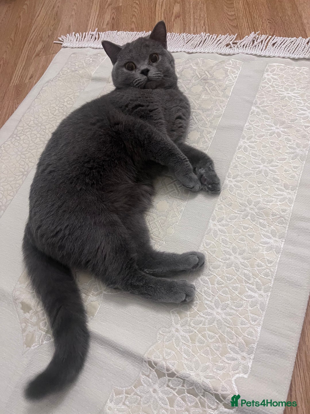 British Shorthair cats for sale: Beautiful British shorthair for sale - Advert 5