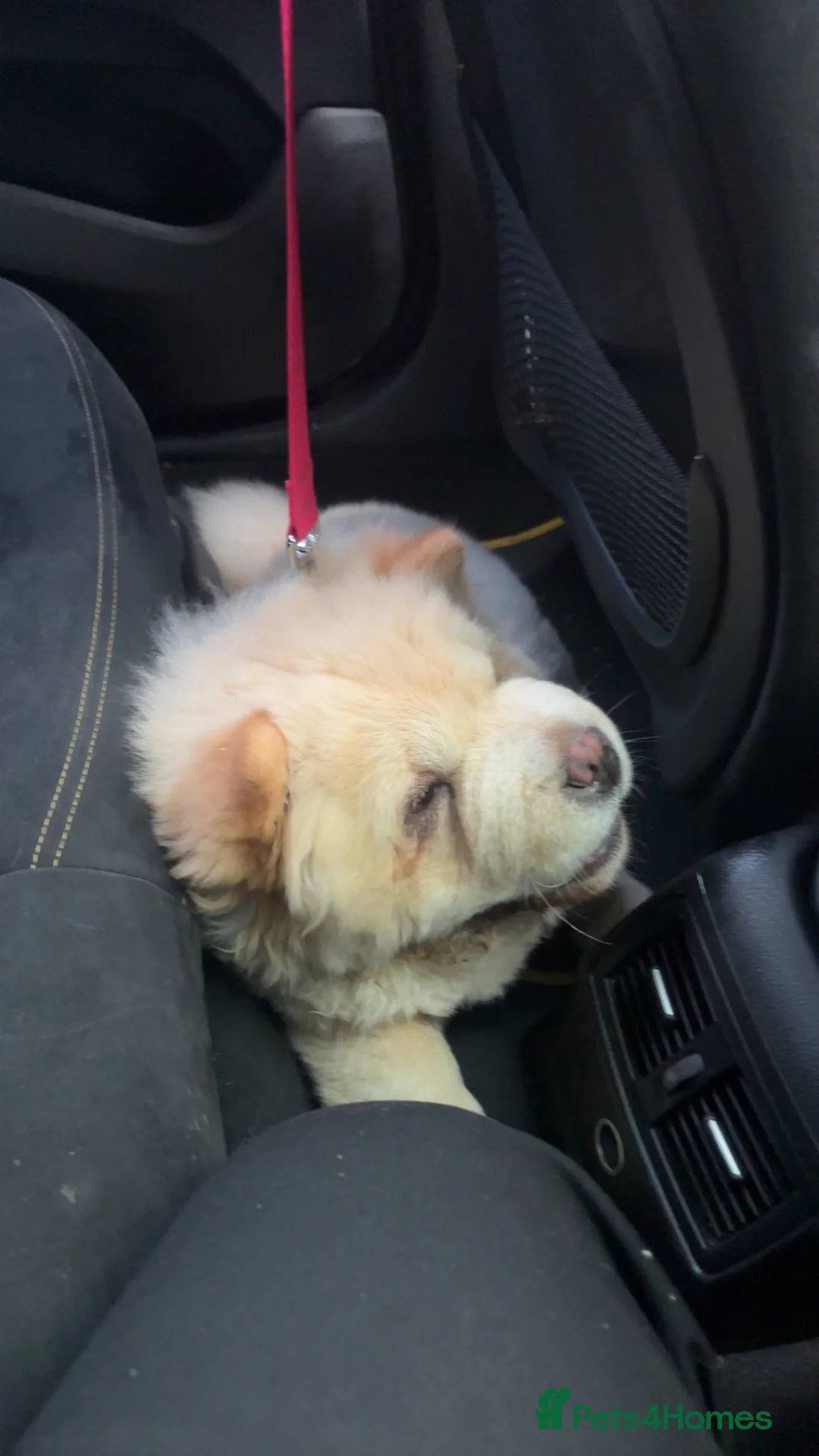 Chow Chow dogs for sale: Teddy The Chow  - Advert 13