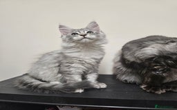 Maine Coon cats for sale: Beautiful girl ready now  - Image 3