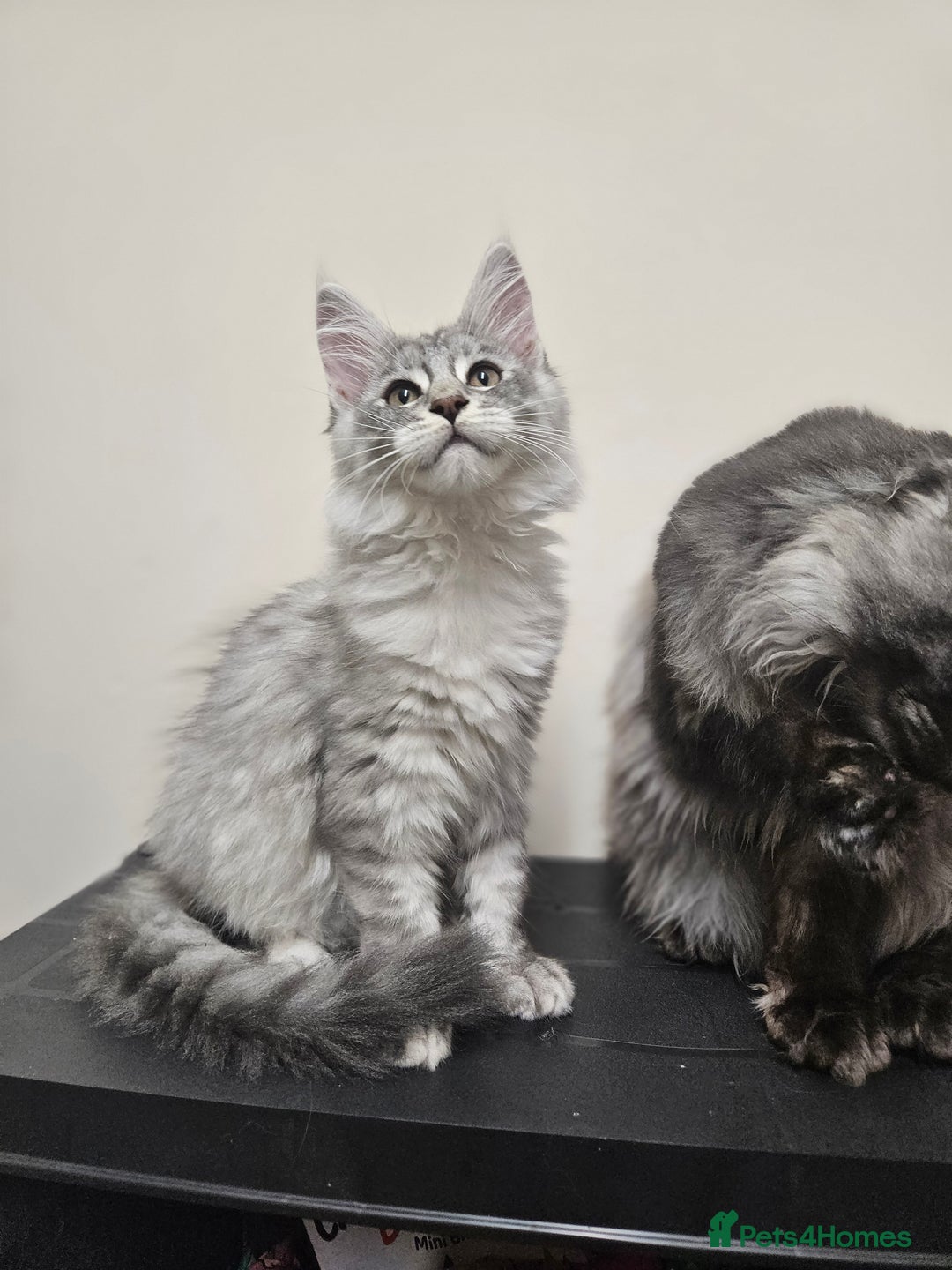 Maine Coon cats for sale: Beautiful girl ready now  - Image 3