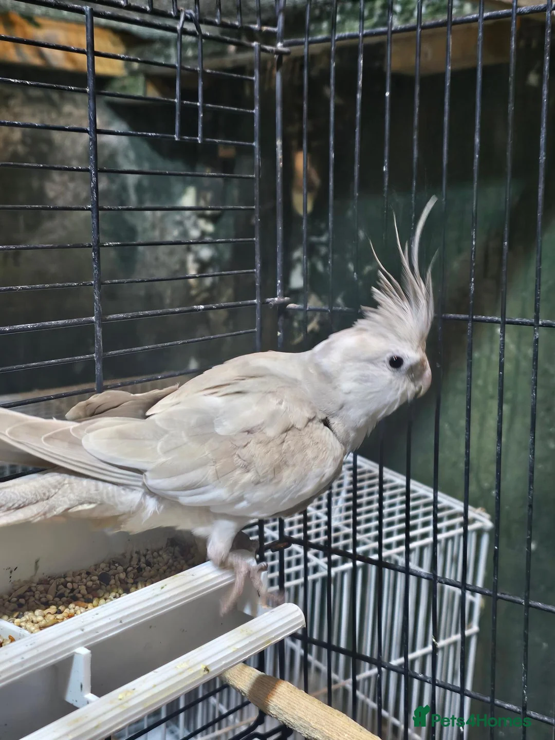 Budgerigars birds for sale: Cockatiels  - Advert 1