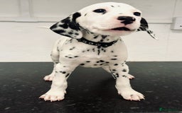 Dalmatian dogs for sale: 🐶 Stunning Dalmatian Puppies – Ready - Image 1