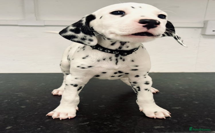 Dalmatian dogs - Advert 1