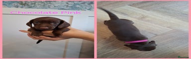 Miniature Dachshund Puppy 1