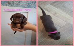 Miniature Dachshund dogs for sale: Female Dachshund Puppies - Image 5