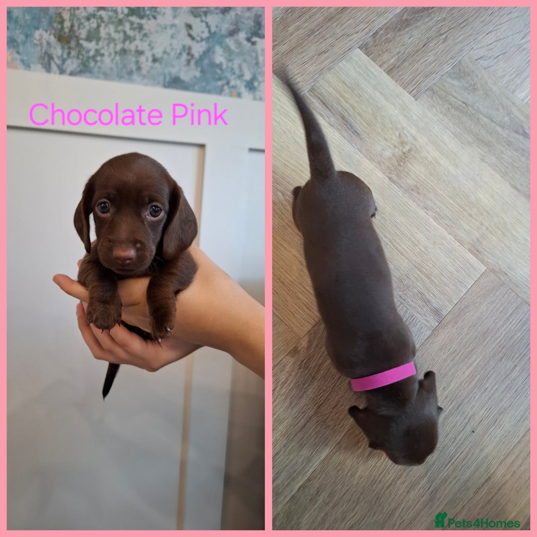 Miniature Dachshund dogs for sale: Female Dachshund Puppies - Image 5