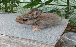 Netherland Dwarf rabbits for sale: Netherland dwarf  - Image 9