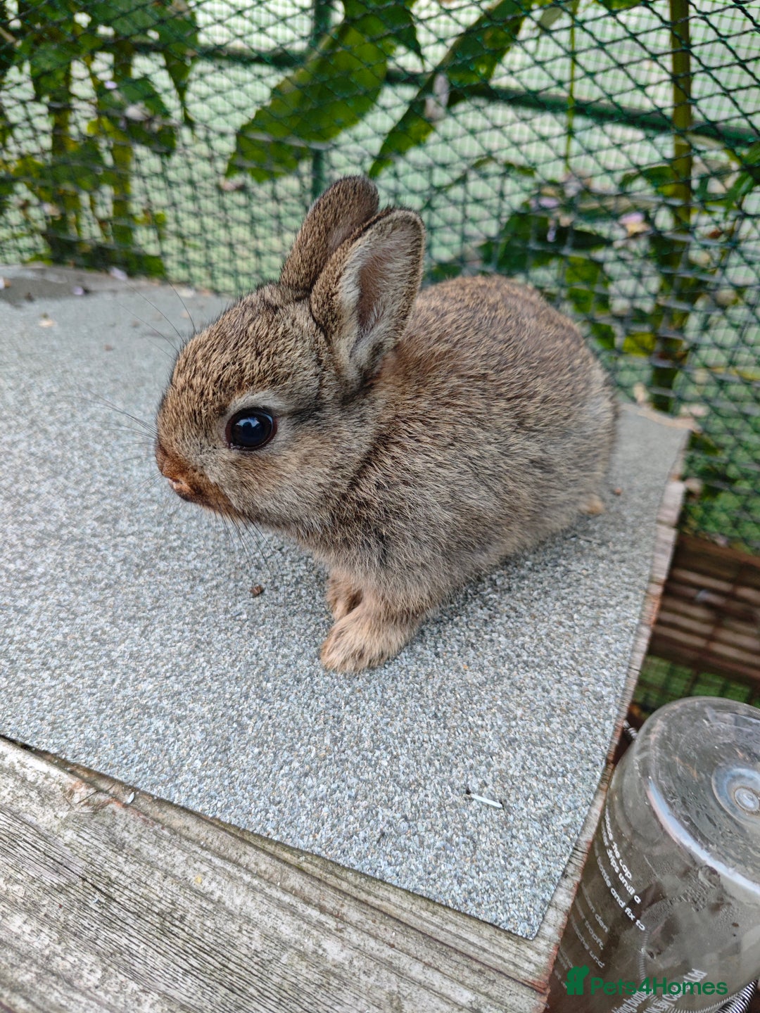Netherland Dwarf rabbits for sale: Netherland dwarf  - Image 9