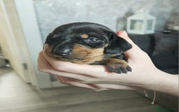 Dachshund dogs for sale: Beautiful litter of miniature daschunds  - Advert 3