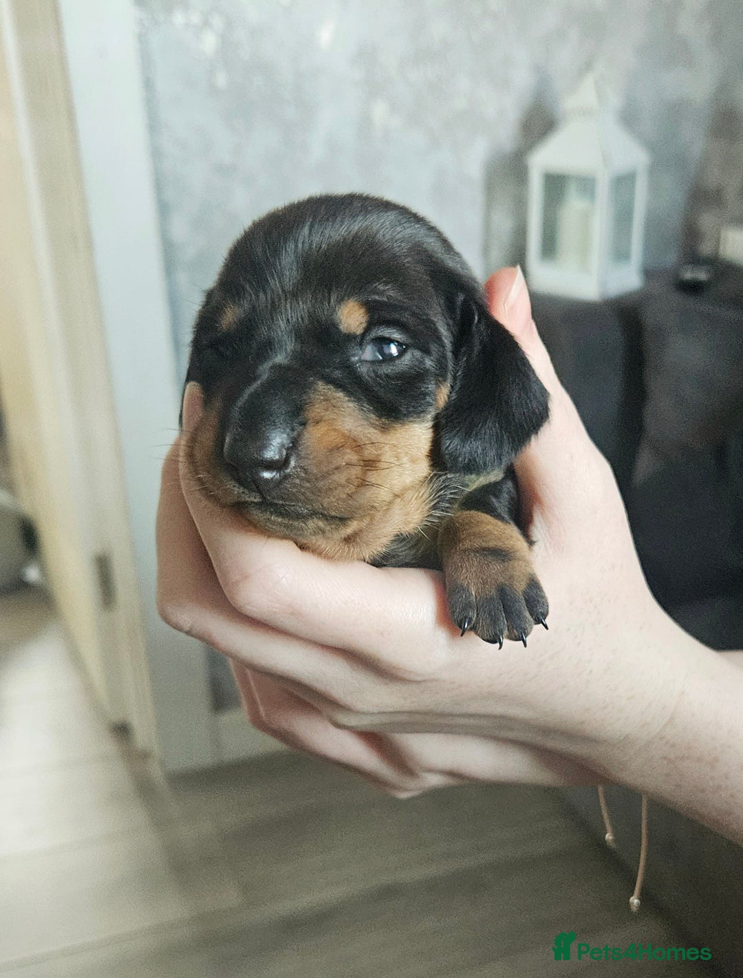 Dachshund dogs for sale: Beautiful litter of miniature daschunds  - Advert 3