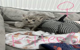 Ragdoll cats for sale: Ragdoll x main coon x British shorthair mix  - Image 18