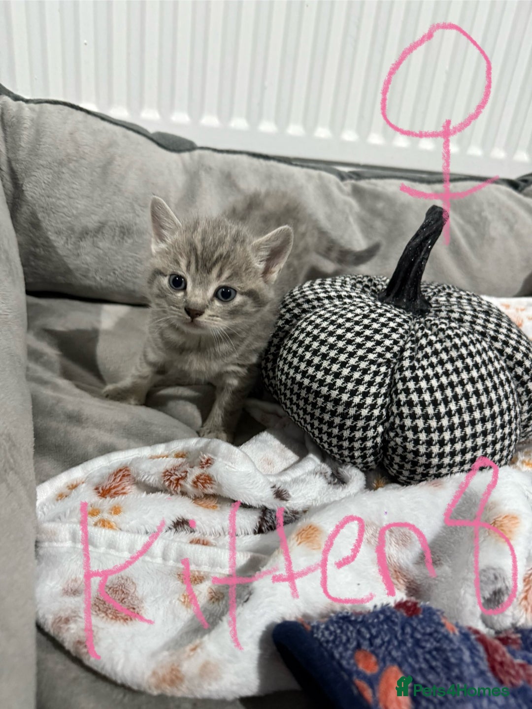 Ragdoll cats for sale: Ragdoll x main coon x British shorthair mix  - Image 18