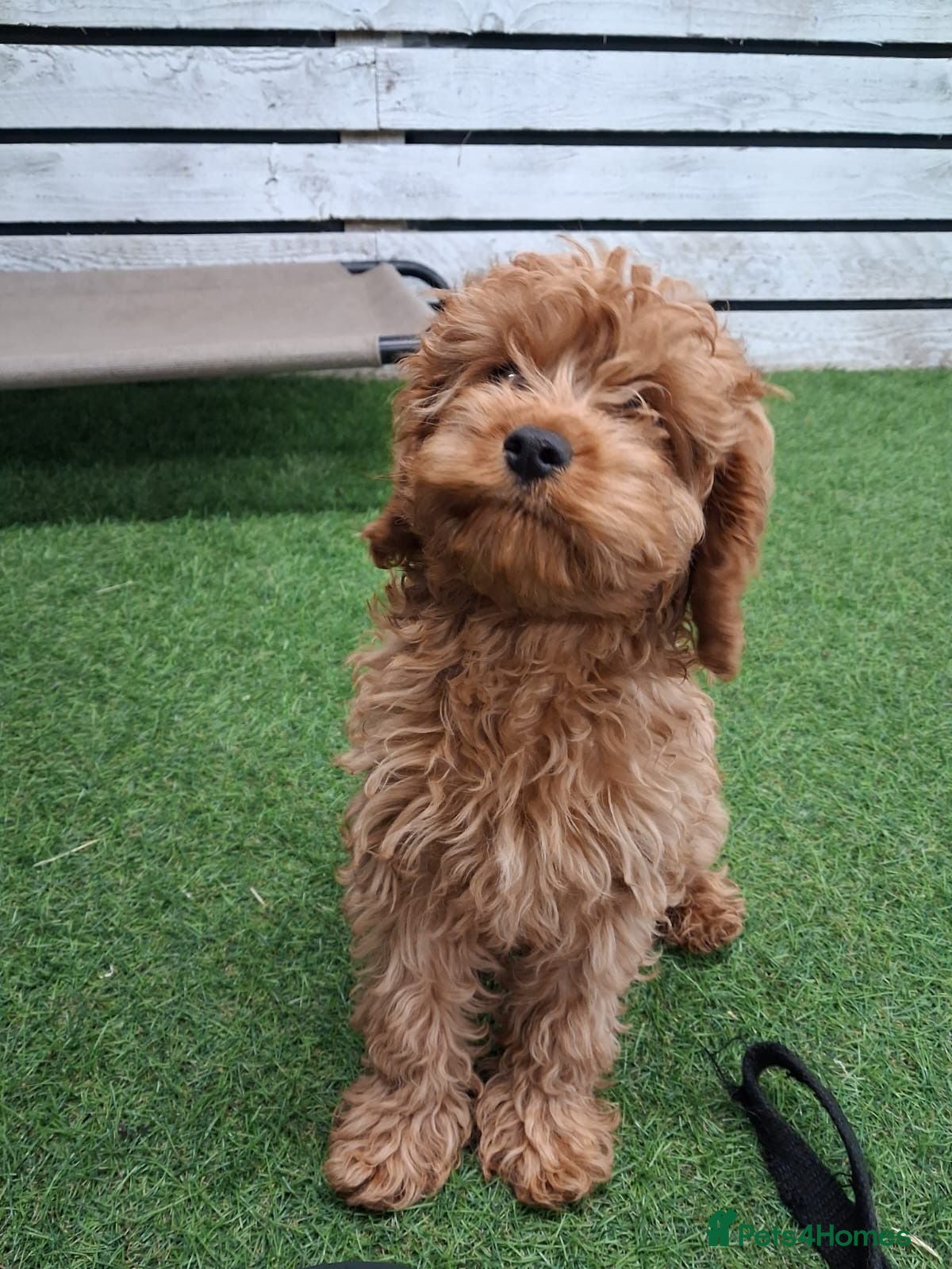 Cavapoo dogs Advanced trained cavapoo  - Advert 2