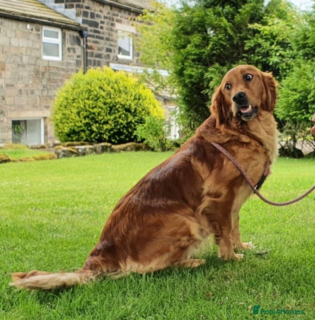 Mini Goldendoodle dogs for sale: STUNNING F1 GOLDENDOODLE MERLE BITCH PUP - Image 8