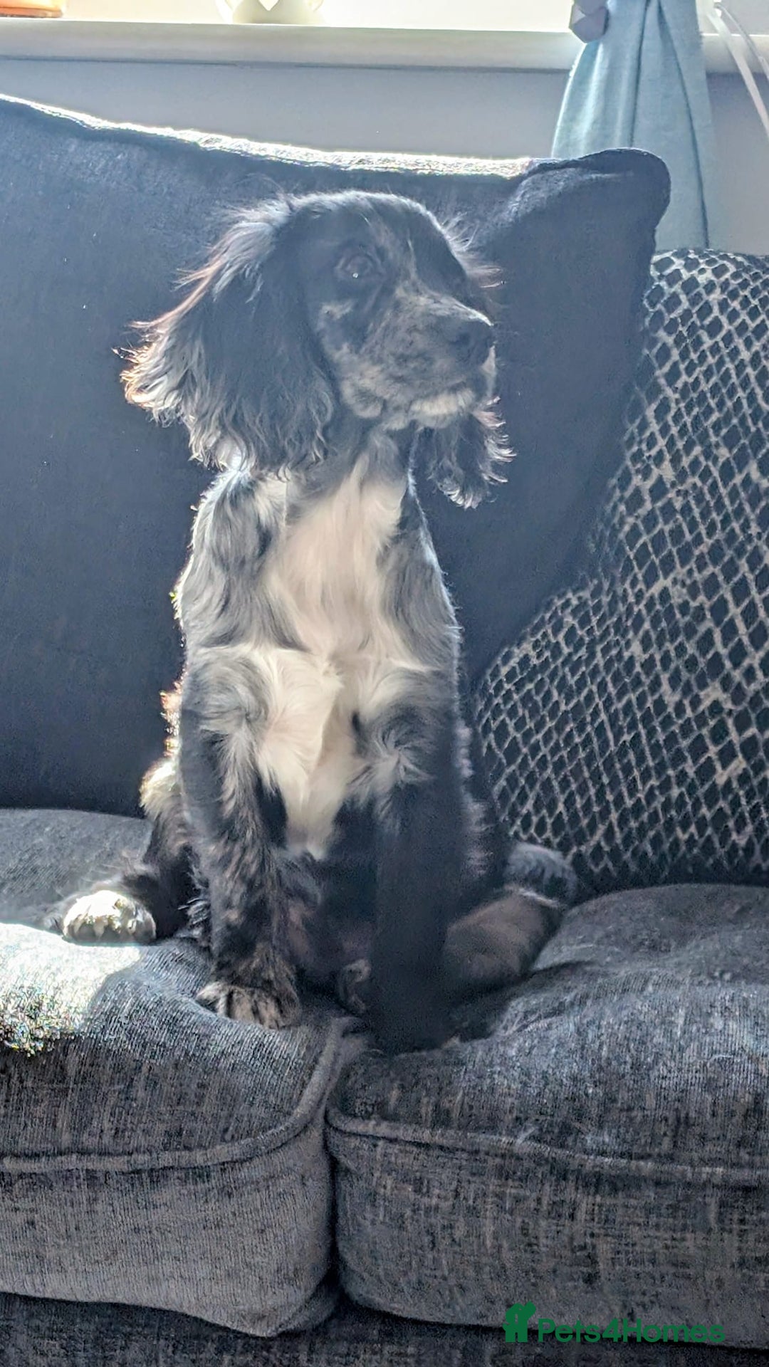 Cocker Spaniel dogs for sale: Male cocker spaniel  - Advert 5