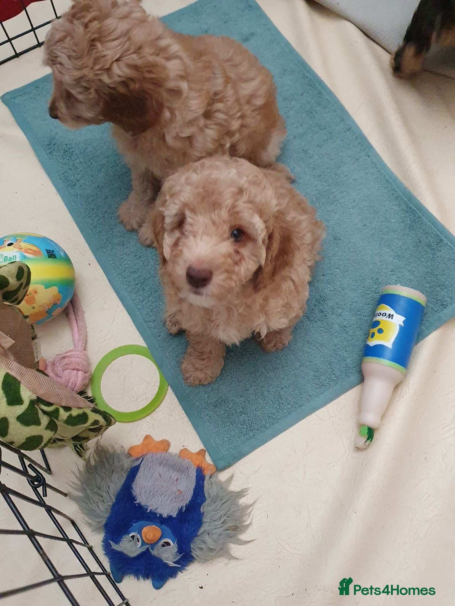 Cockapoo dogs Tubsy  - Advert 1
