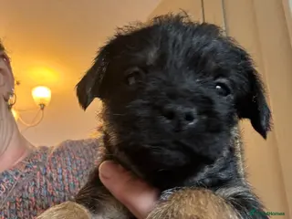 Border Terrier dogs KC Border Terrier Pups - Advert 10