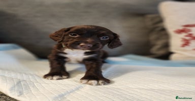 Cocker Spaniel dogs - Advert 8