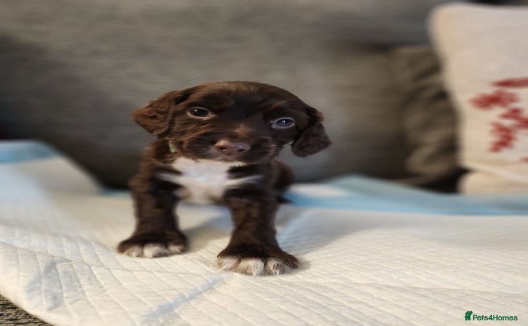 Cocker Spaniel dogs - Advert 8