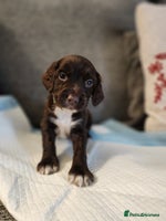 Cocker Spaniel dogs - Advert 8