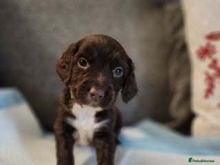 Cocker Spaniel dogs - Advert 2