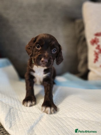 Cocker Spaniel dogs - Advert 8