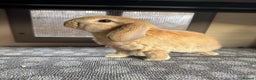 Mini Lop rabbits for sale: Mini Lops Vienna Gene 1 Female and 3 Male  - Advert 7