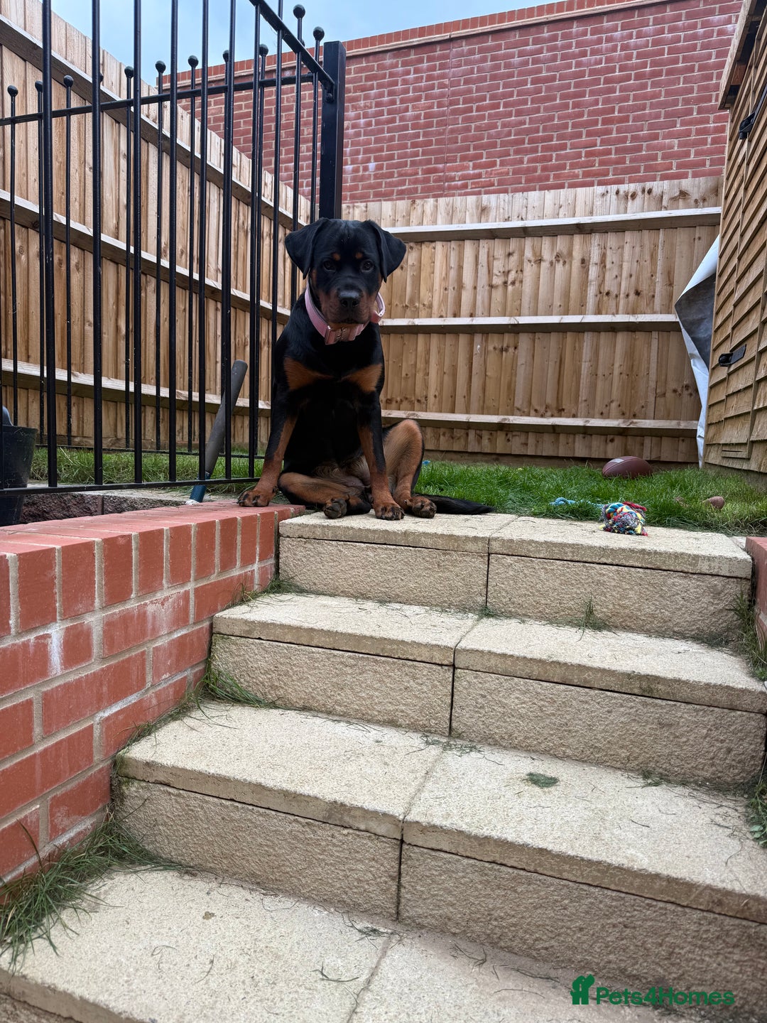 Rottweiler dogs for sale: 8 month old female Rottweiler for sale  - Image 2