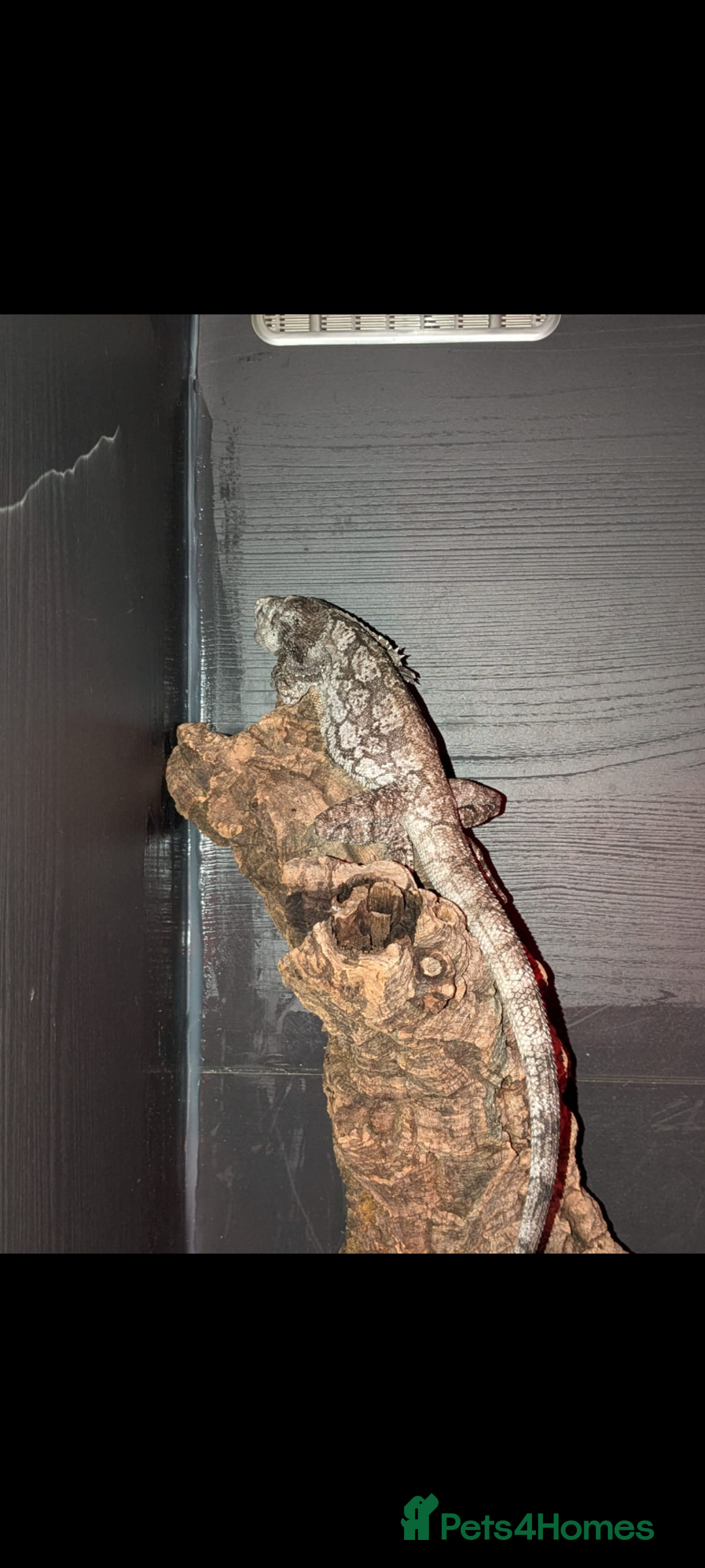 Dragon reptiles for sale: Indonesian Frilled Dragon with vivarium and EVO3 - Advert 1