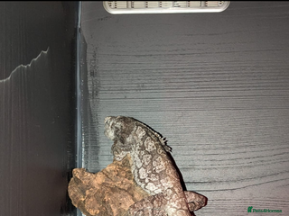 Dragon reptiles Indonesian Frilled Dragon with vivarium and EVO3 - Advert 1