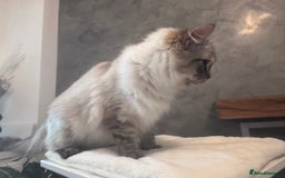 Ragdoll cats for sale: Gorgeous pedigree Ragdoll kittens  - Image 15